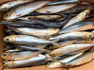 Морской лизун с перцем вяленый: Сельдь Иваси х\к